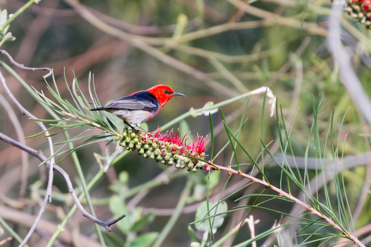 medosavka šarlatová - ML644914740