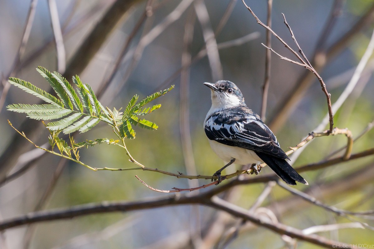 White-winged Triller - ML644914741
