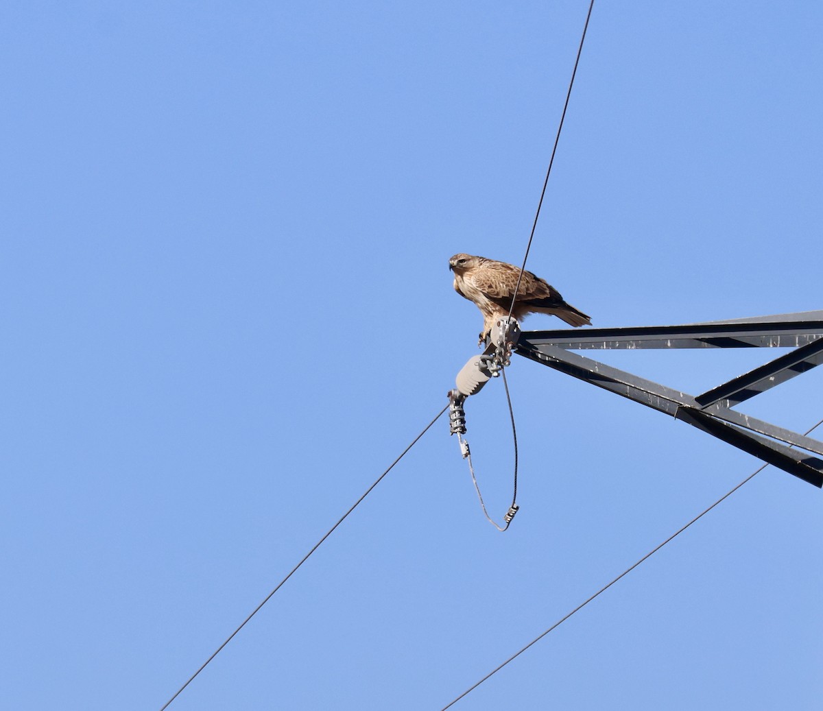 Long-legged Buzzard - ML644914743