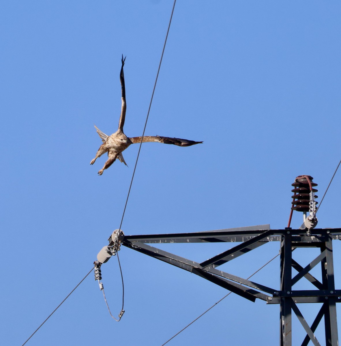 Long-legged Buzzard - ML644914744