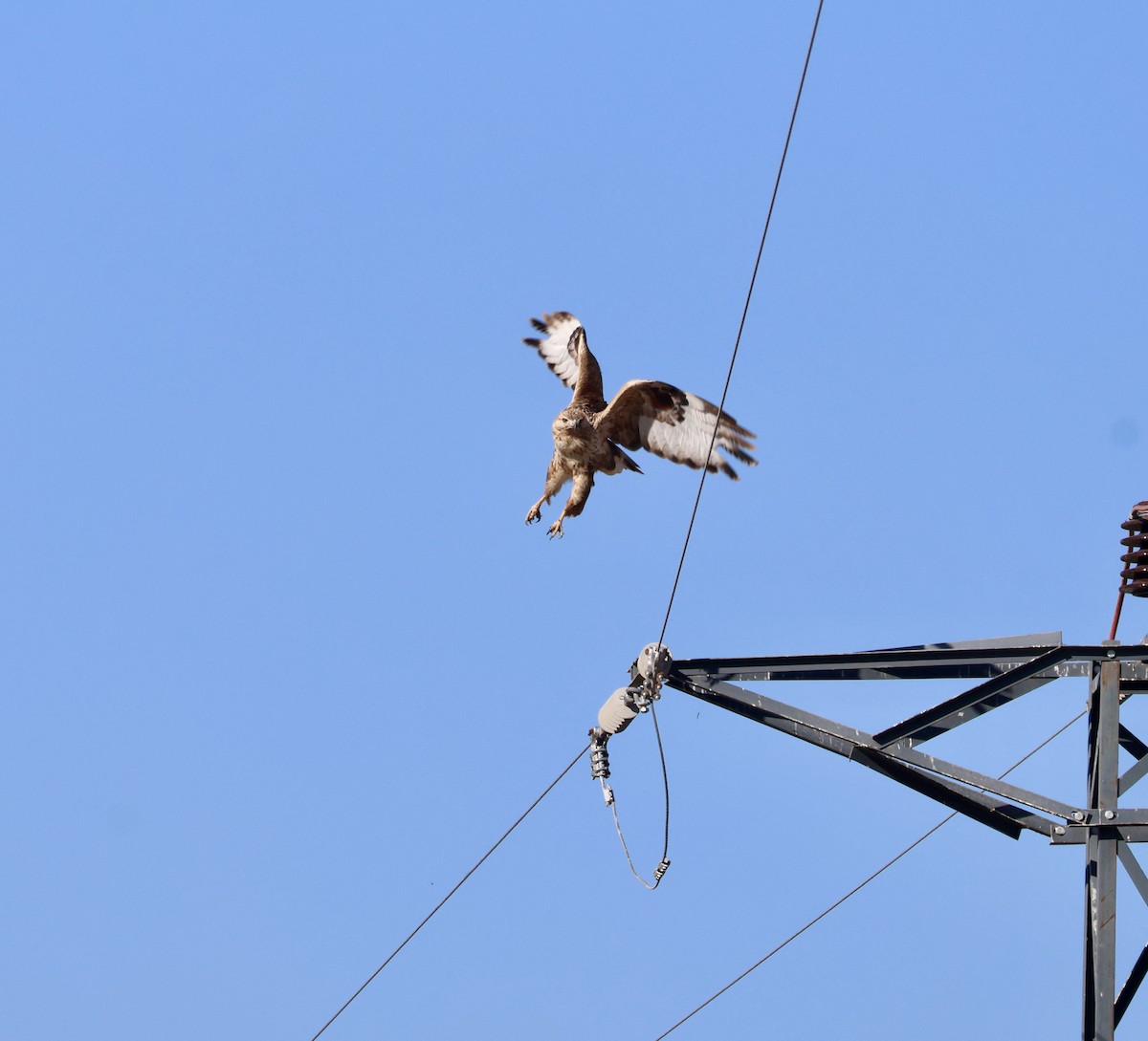 Long-legged Buzzard - ML644914745