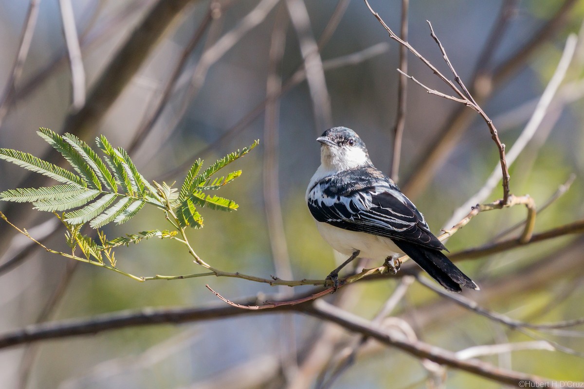 White-winged Triller - ML644914747