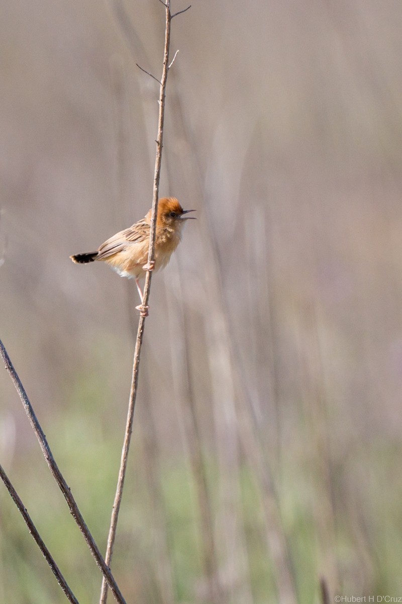 Golden-headed Cisticola - ML644914749