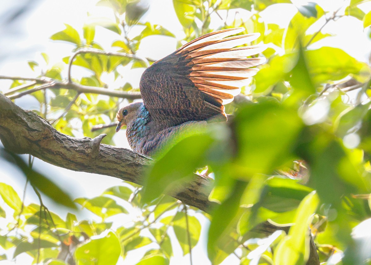 Barred Cuckoo-Dove - ML644914751