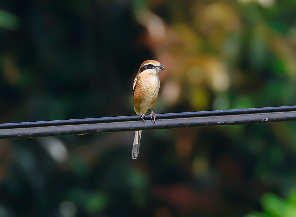 Bull-headed Shrike - ML644914755