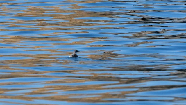 Чистун тихоокеанський - ML644914763