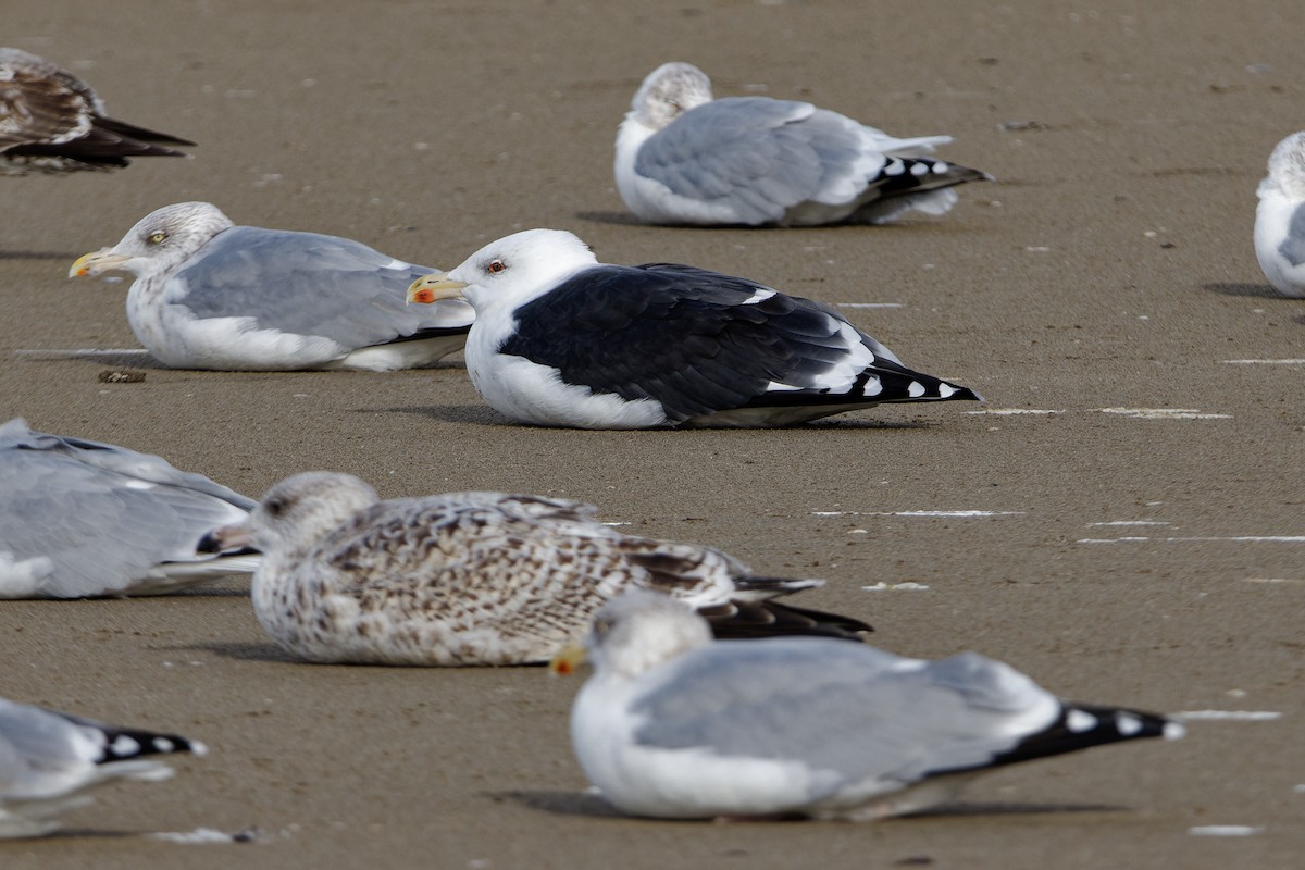 racek mořský - ML644914781