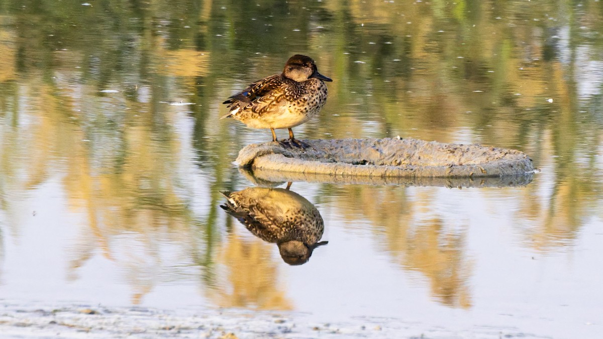 Green-winged Teal - ML644914794