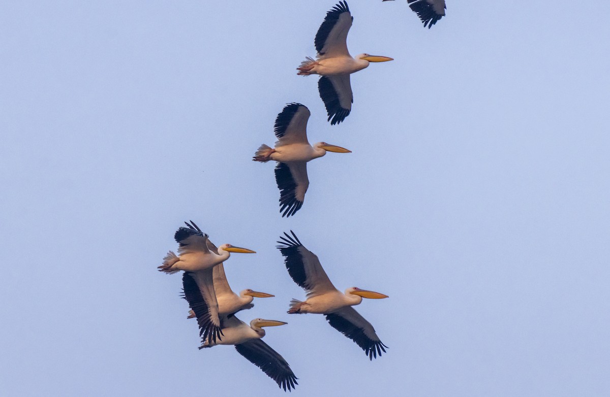 Great White Pelican - ML644914799
