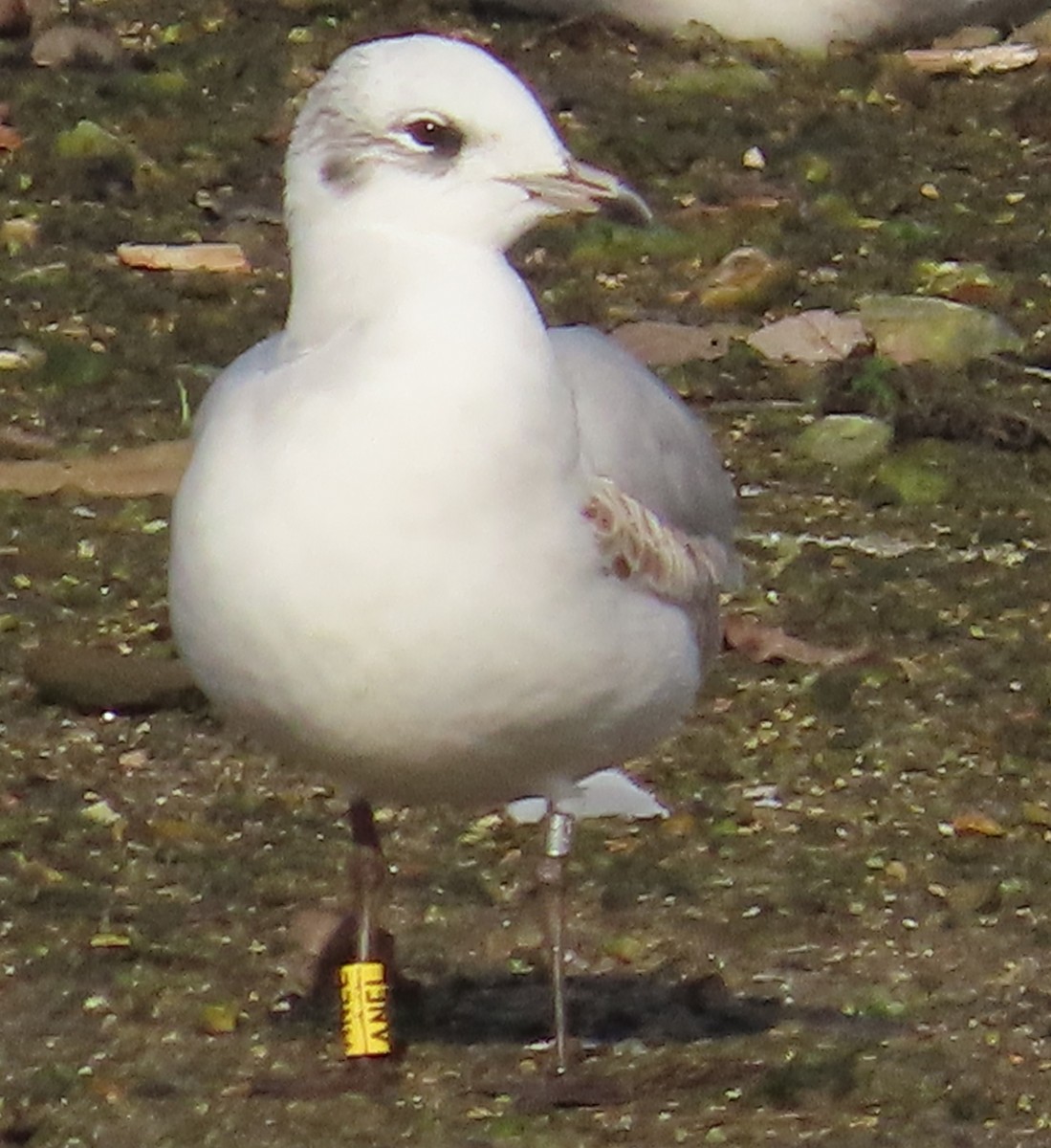 Mediterranean Gull - ML644914802