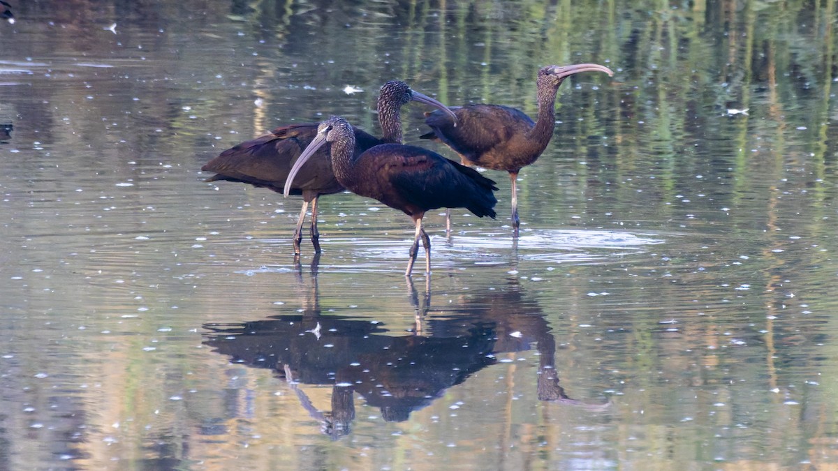 Glossy Ibis - ML644914808