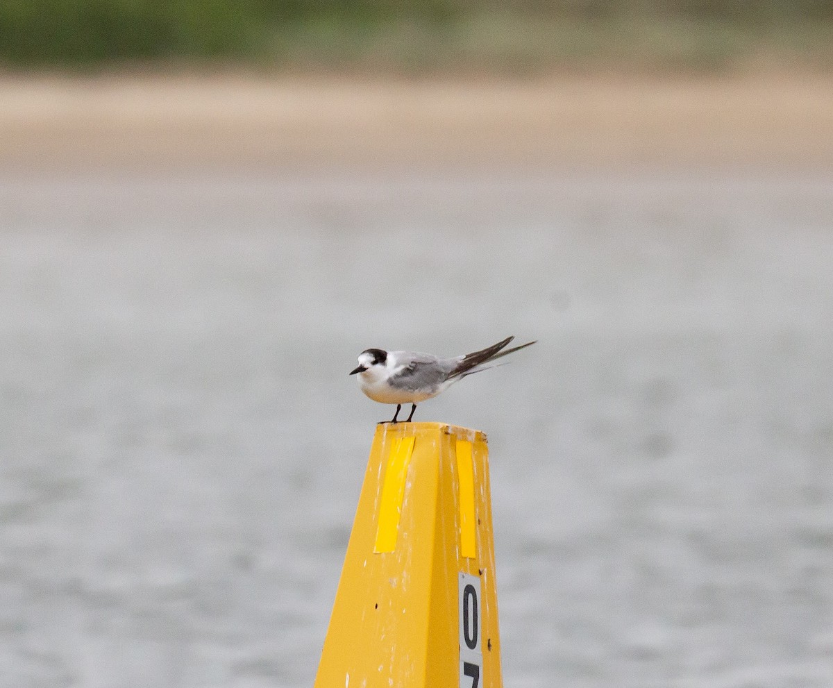 Common Tern - ML644914814