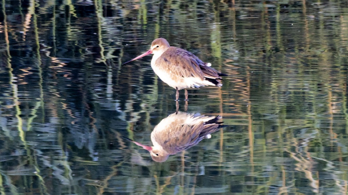 Black-tailed Godwit - ML644914816