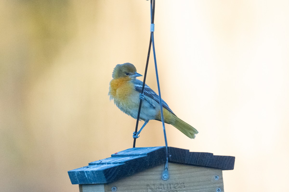 Baltimore Oriole - ML644914821