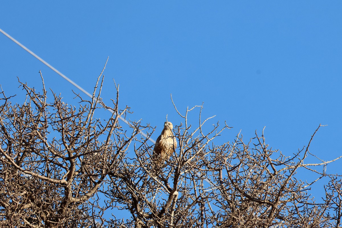 Long-legged Buzzard - ML644914822