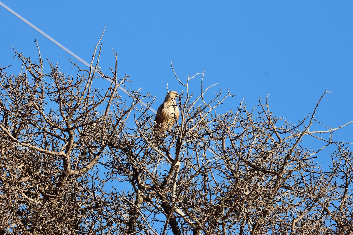 Long-legged Buzzard - ML644914823