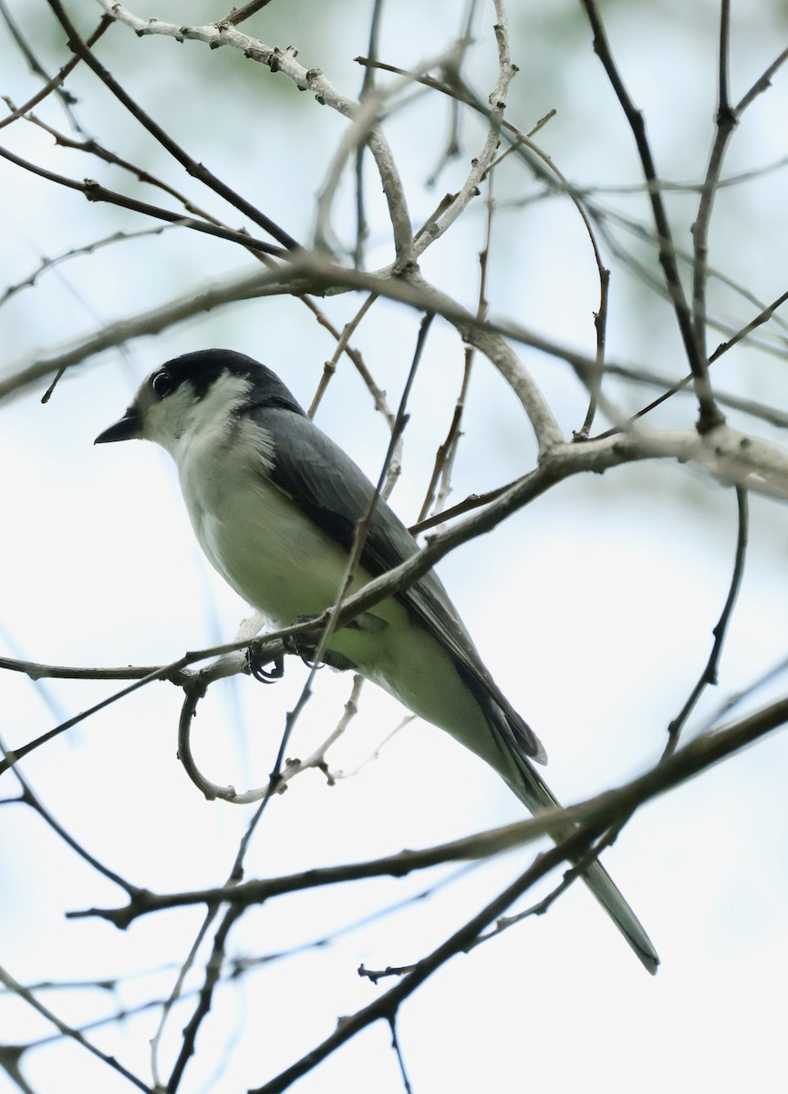 askemønjefugl - ML644914824