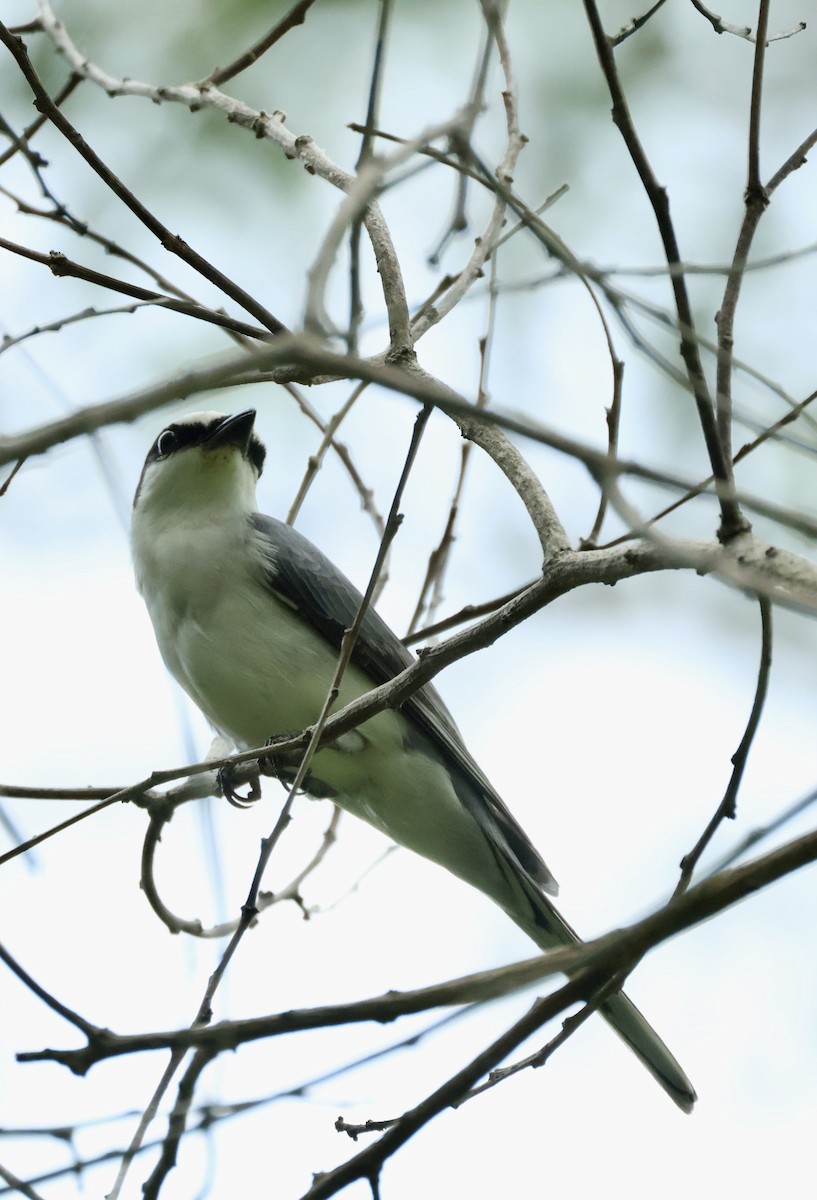 askemønjefugl - ML644914825