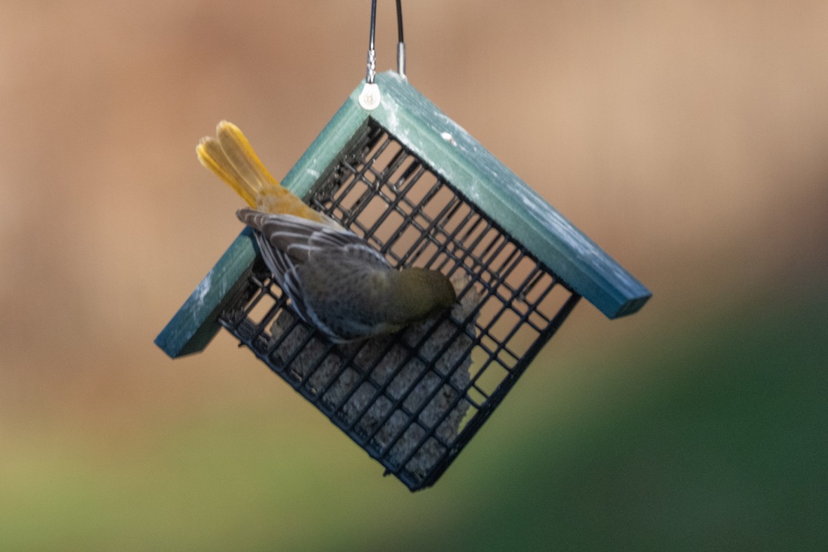 Baltimore Oriole - ML644914832