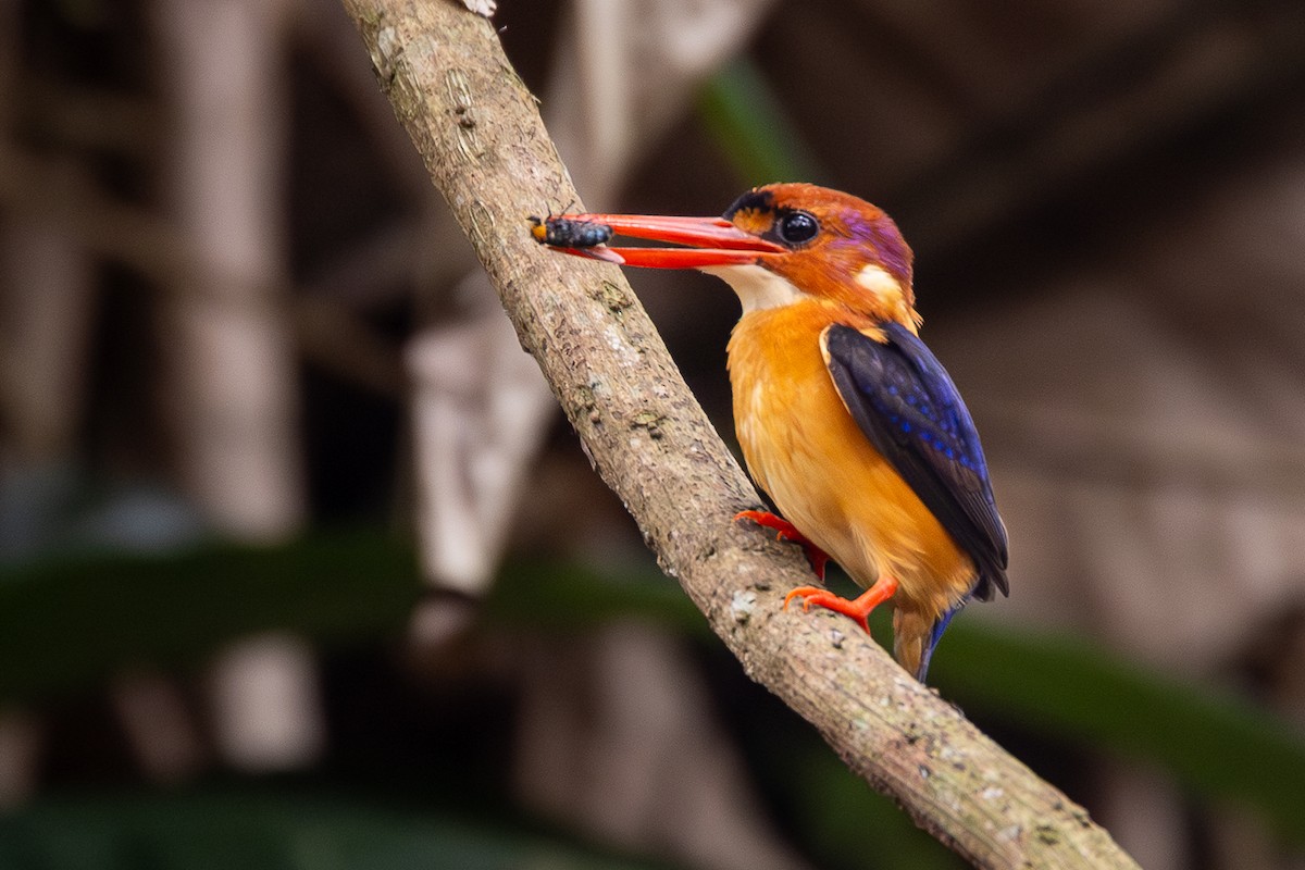 African Dwarf Kingfisher - ML644914844