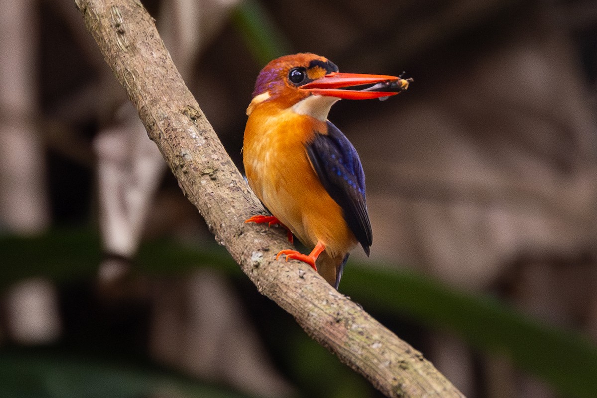 African Dwarf Kingfisher - ML644914845