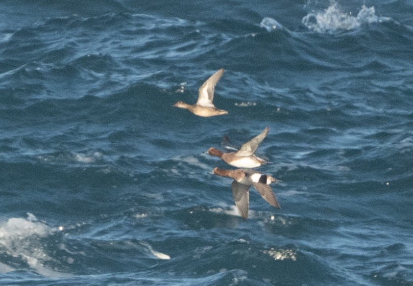 Eurasian Wigeon - ML644914851