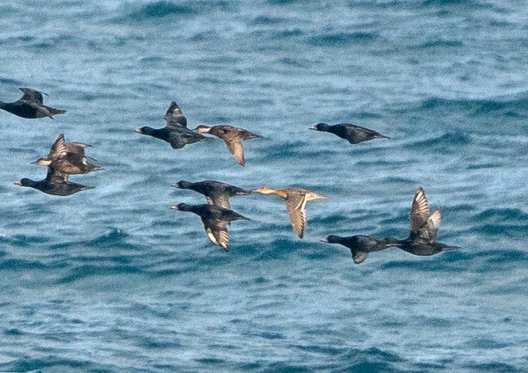 Northern Pintail - ML644914853