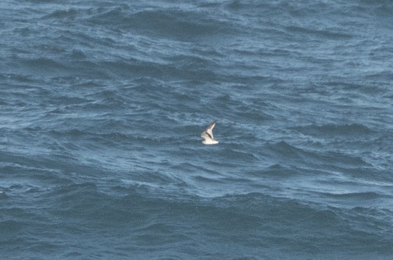 Little Gull - ML644914871