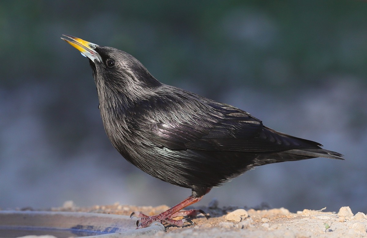 זרזיר שחור - ML644914882