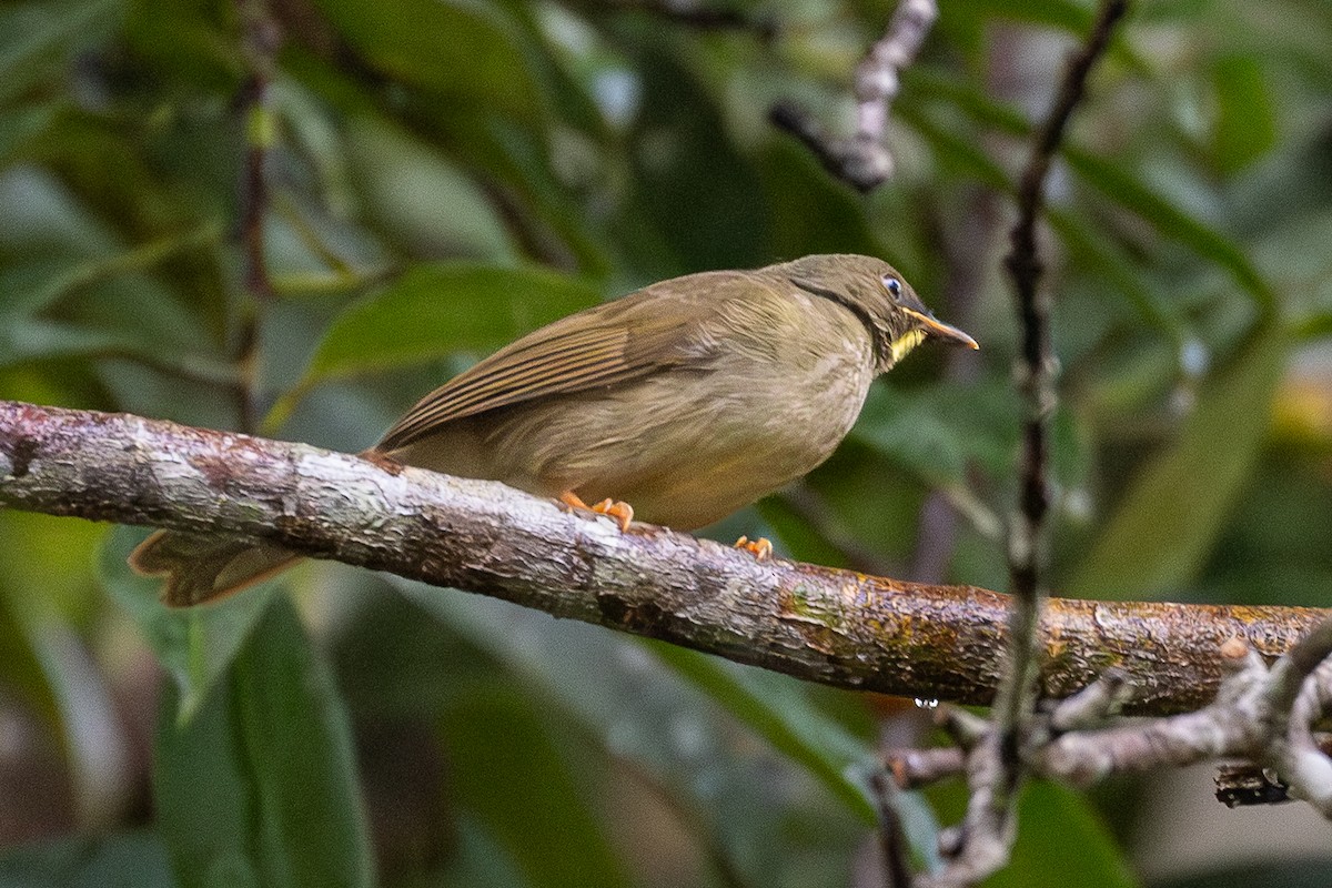 Yellow-whiskered Greenbul - ML644914936