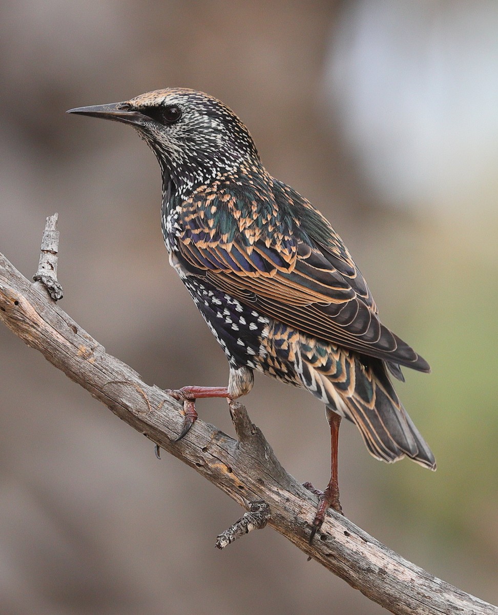 Storno - ML644914949