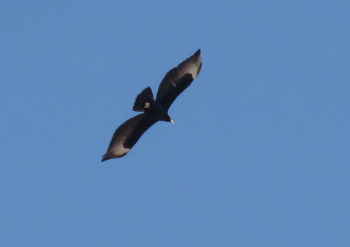 Klippenadler - ML644914956