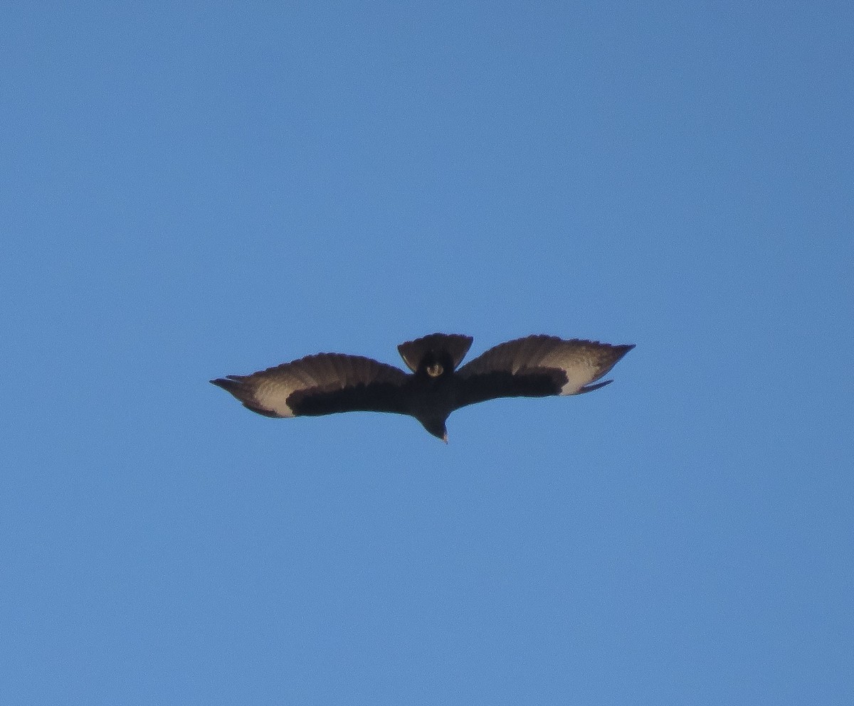 Klippenadler - ML644914958