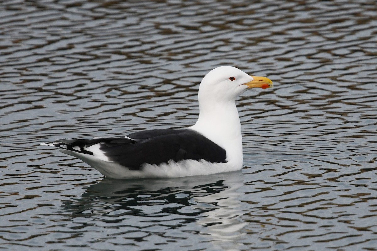 Mantelmöwe - ML644914962