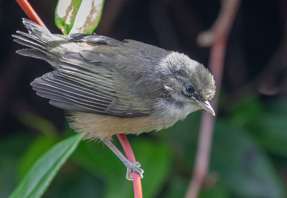 Graumantel-Brillenvogel (lateralis) - ML644914963