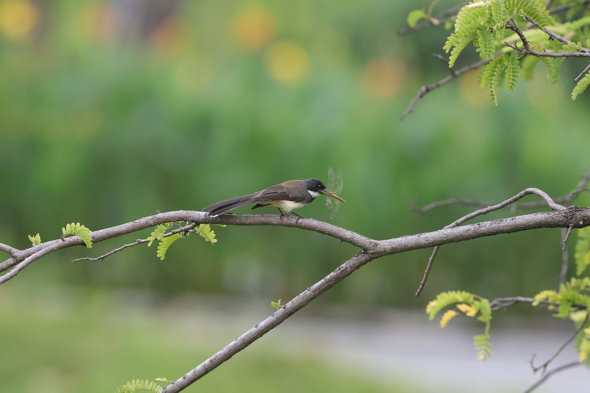 Malaienfächerschwanz - ML644914966