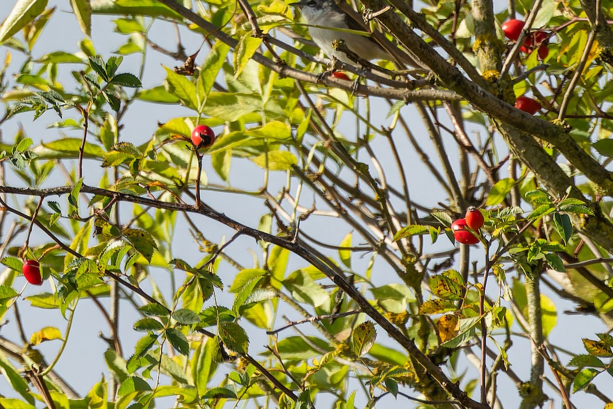 Klappergrasmücke - ML644914970