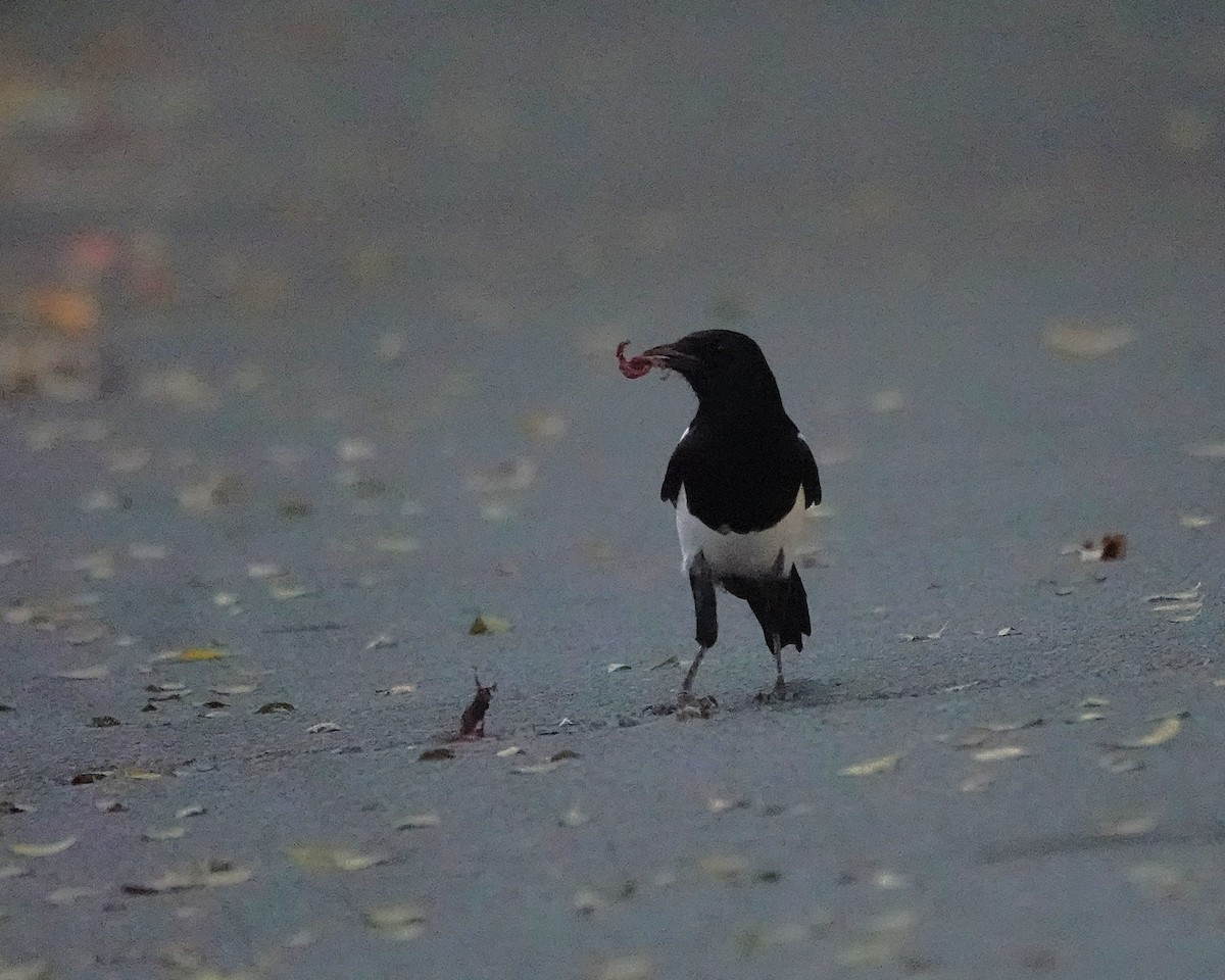 Elster - ML644914971