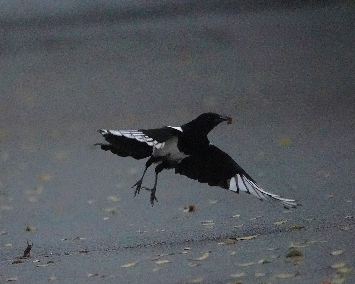 Elster - ML644914972