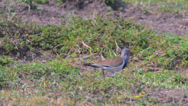 Schwarzflügelkiebitz - ML644914982