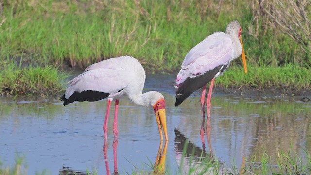 Nimmersatt - ML644914985