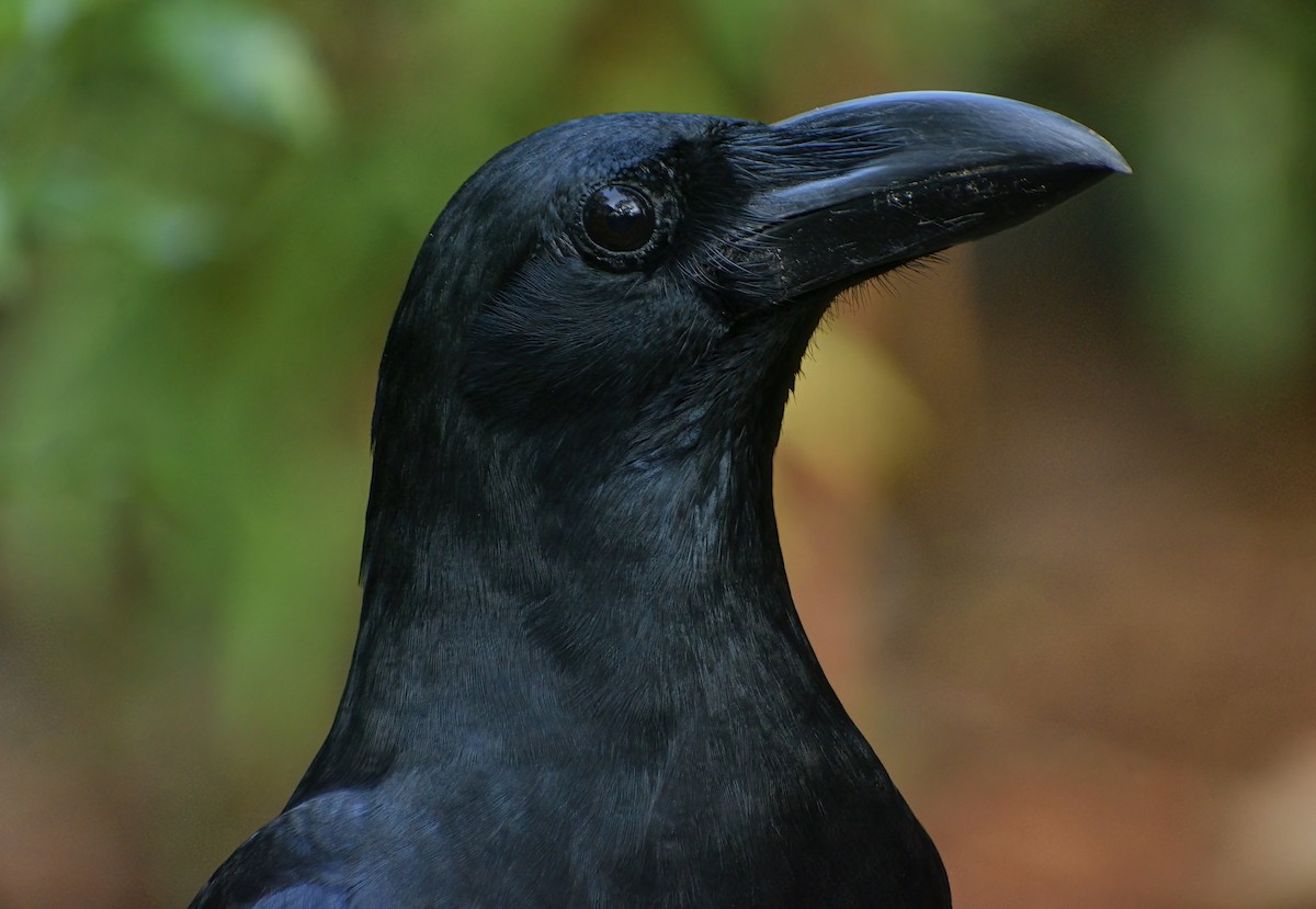 Dschungelkrähe - ML644914987