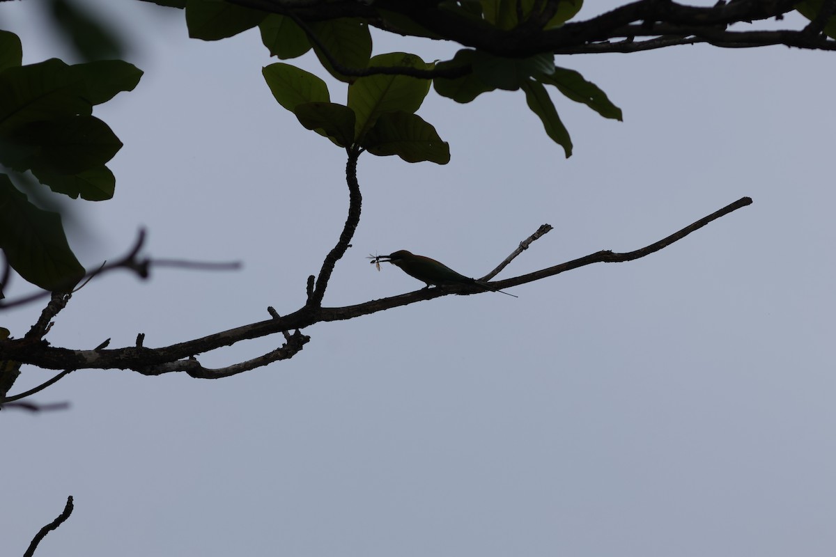 Blauschwanzspint - ML644914988