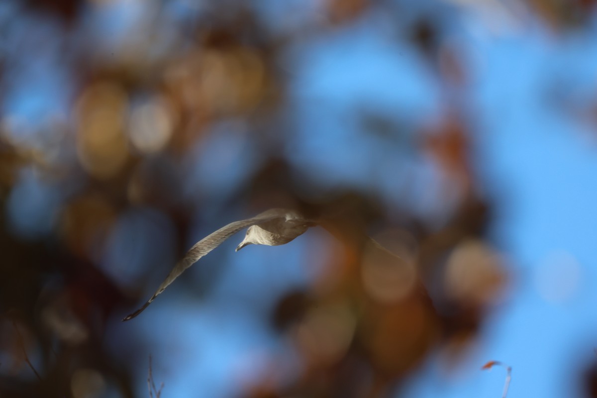 Möwe, unbestimmt - ML644914990