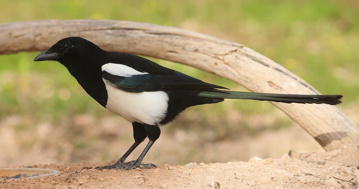 Elster - ML644914993