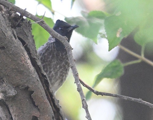 Rotsteißbülbül - ML644914994