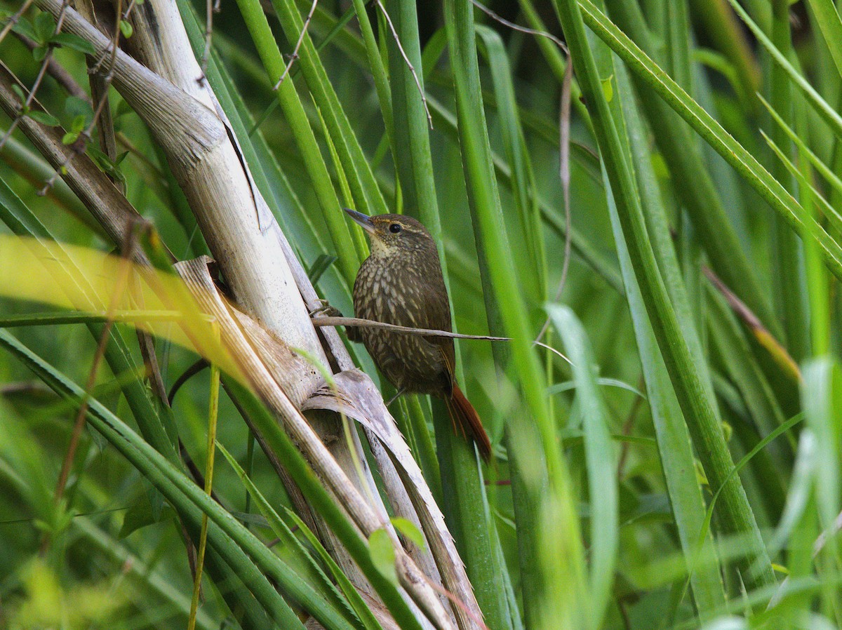 Ockerbrauen-Blattspäher - ML644915002