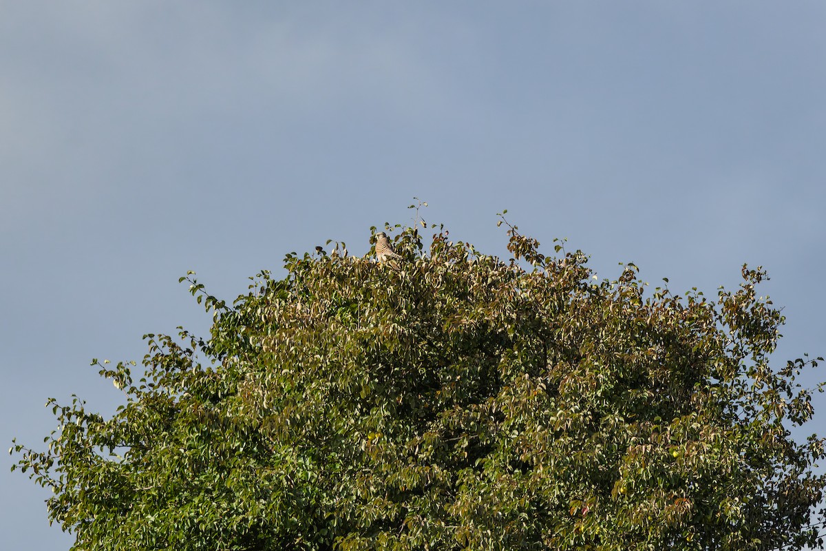 Turmfalke - ML644915004