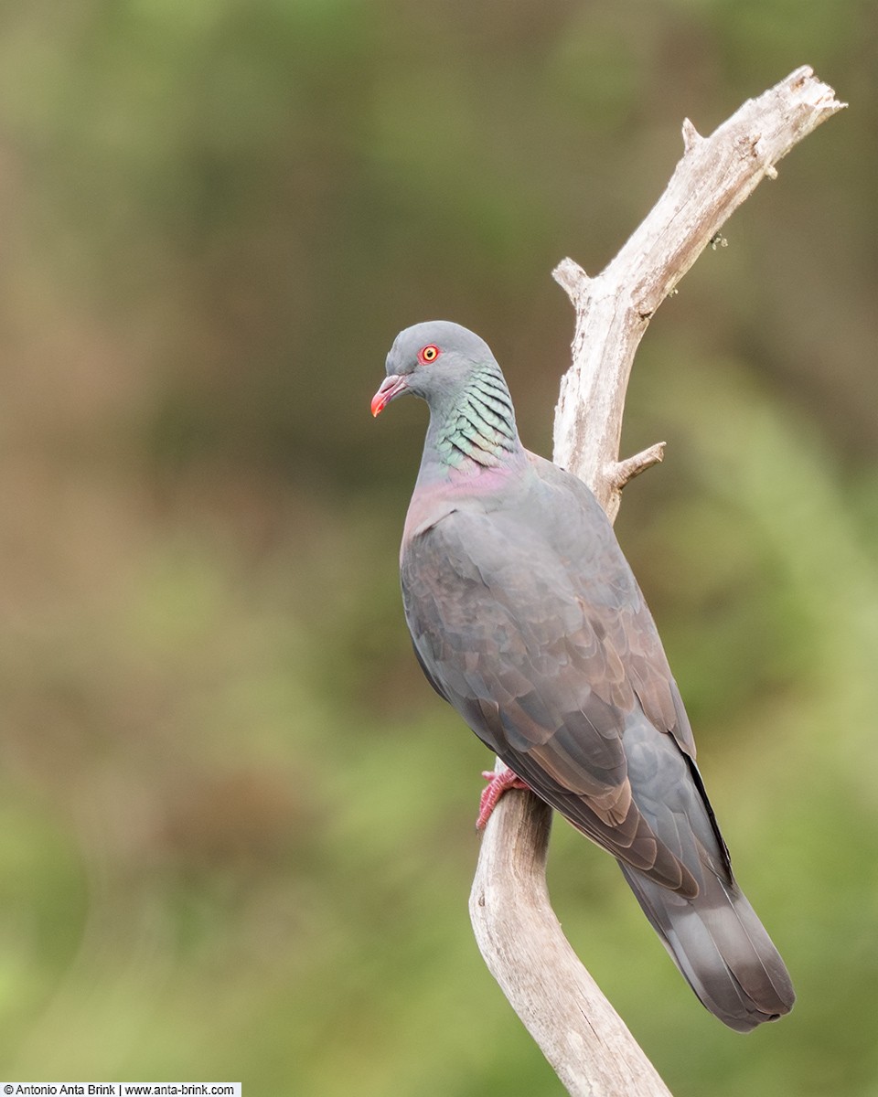 Kanarentaube - ML644915005