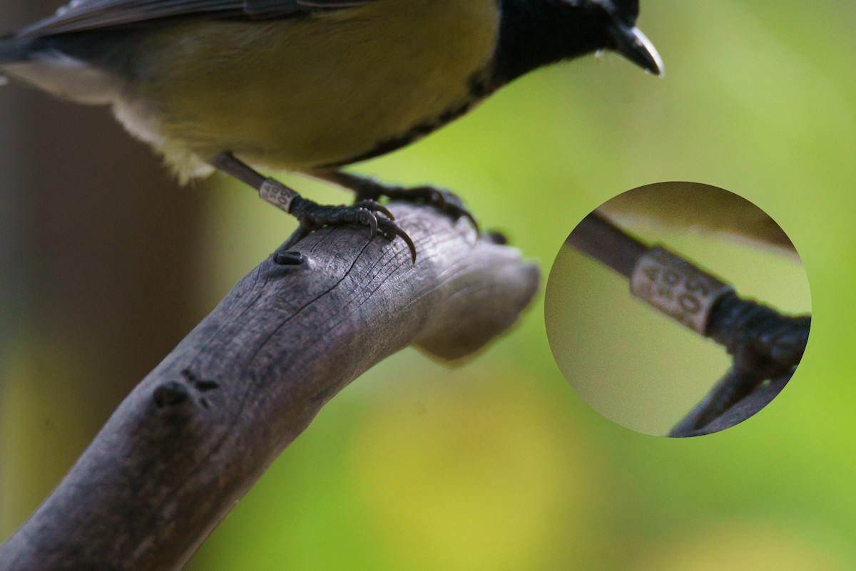 Kohlmeise - ML644915007